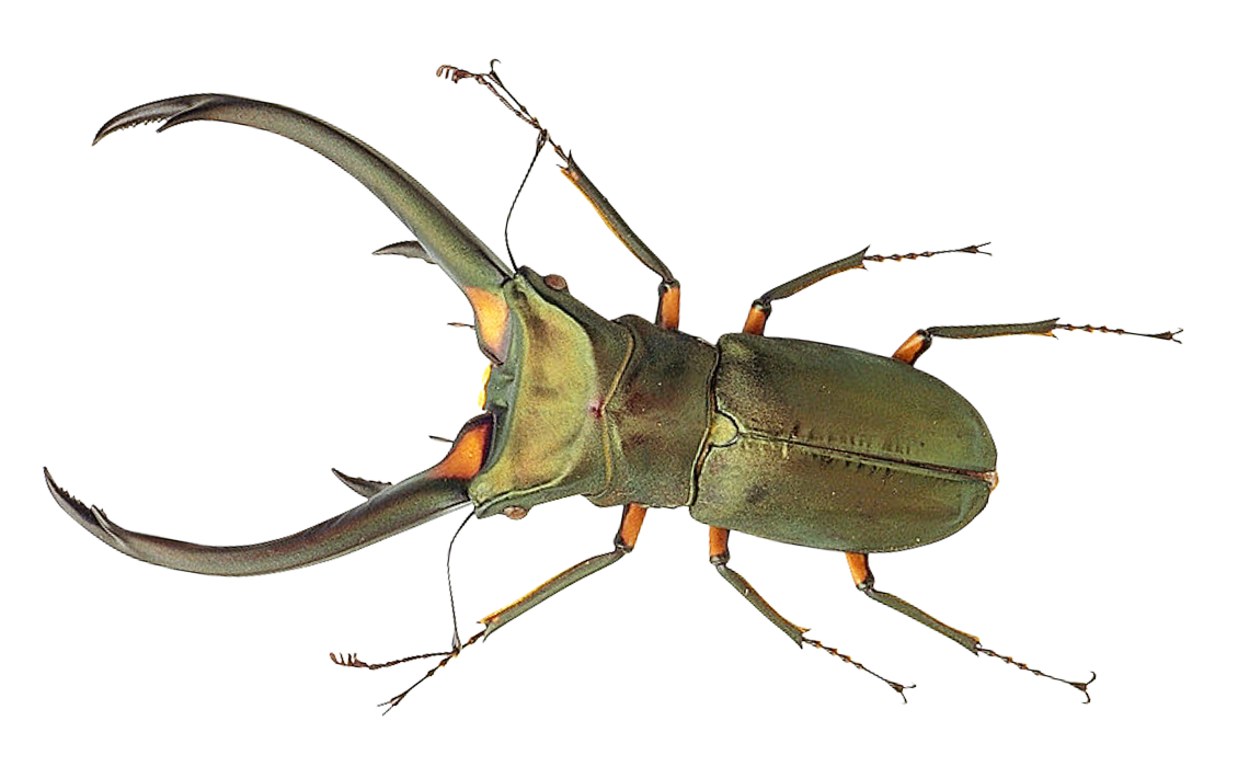 Stag Beetle Transparent Background PNG with transparent background