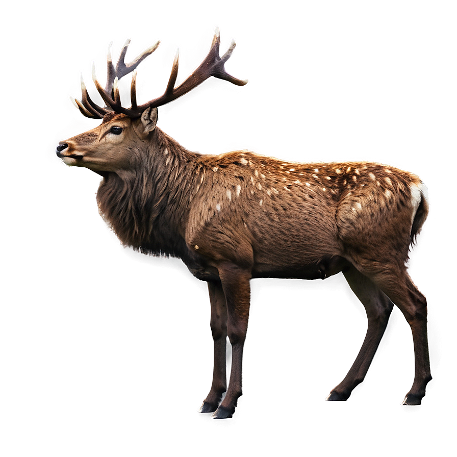 Stag In Autumn Png Iql30