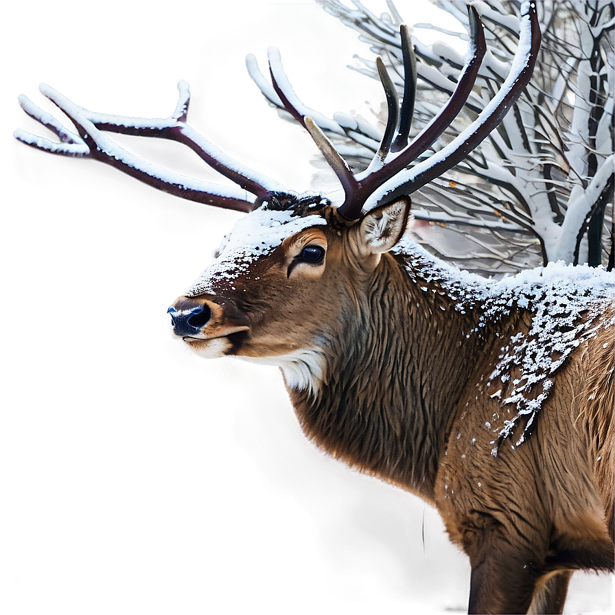 Stag In Winter Wonderland Png Wed