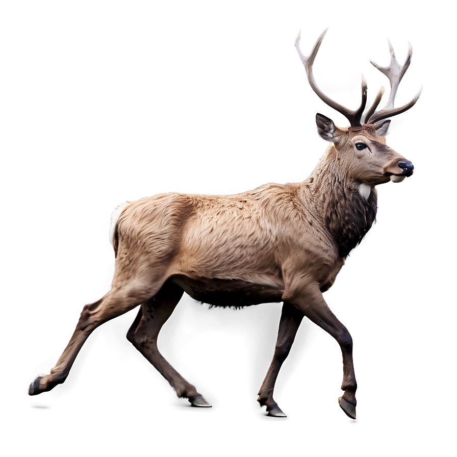 Stag Running Wild Png Kwk