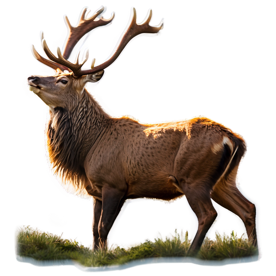 Stag Wildlife Photography Png Rdv