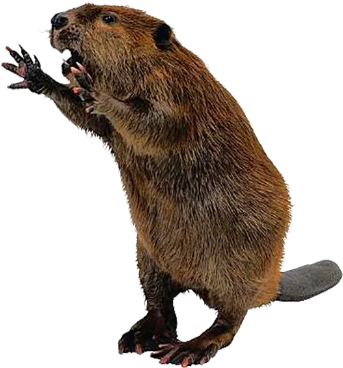 Free Beaver Pngs - Beaver Png PNG with transparent background