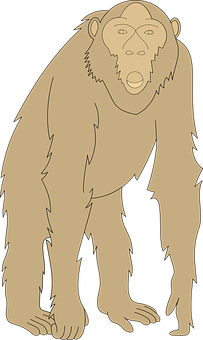 Standing Chimpanzee Illustration PNG with transparent background