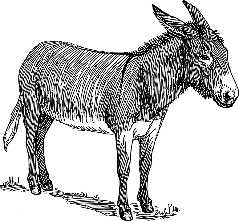 Donkey, Head, Standing, Animal, Tail, Ears, Mammal - Black And White Image Of Donkey, HD Png Download PNG with transparent background