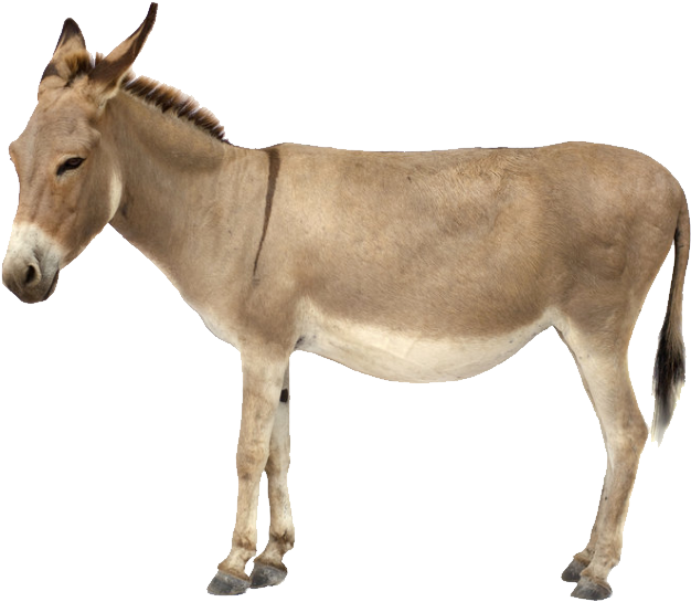 Donkey Png - Donkey Png - Donkey With White Background, Transparent Png PNG with transparent background