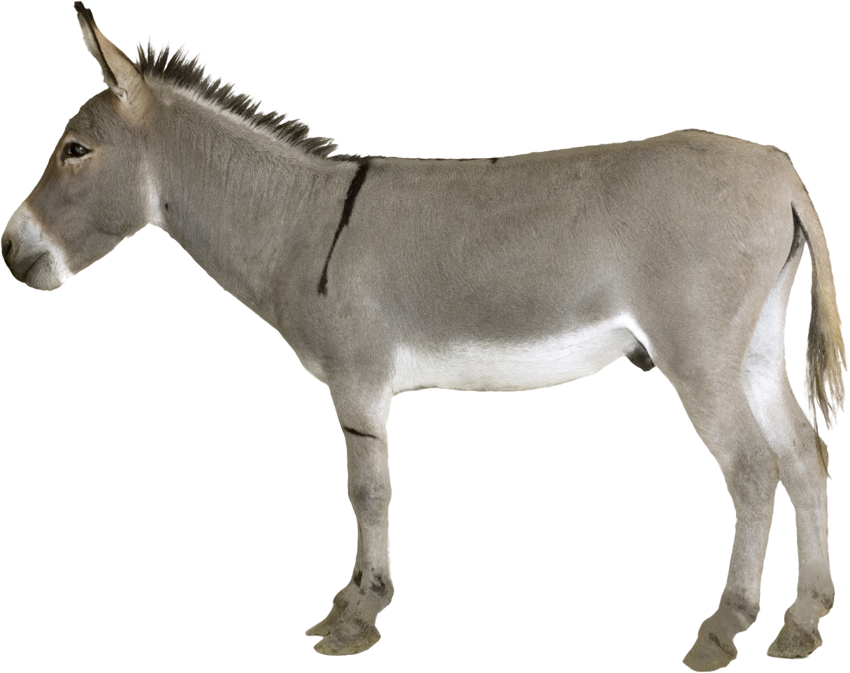 Transparent Burro Png - Donkey Png, Png Download PNG with transparent background