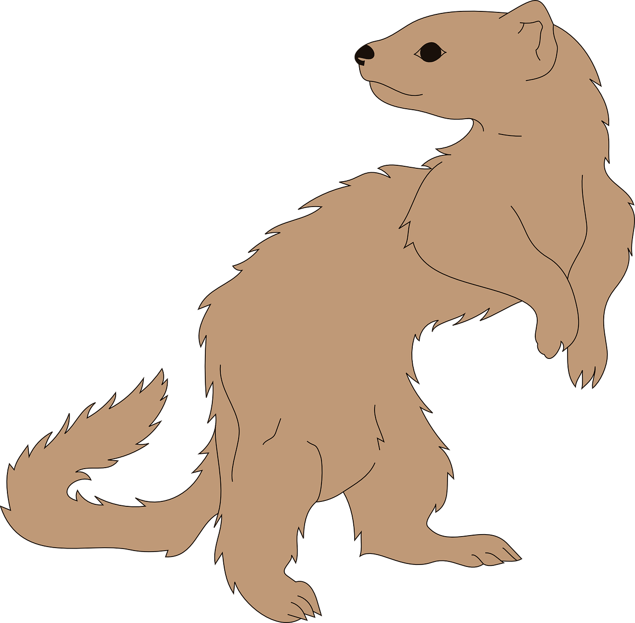 Standing Ferret Illustration