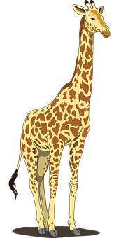 Standing Giraffe Illustration PNG with transparent background