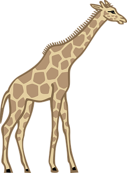 Standing Giraffe Vector Illustration PNG with transparent background