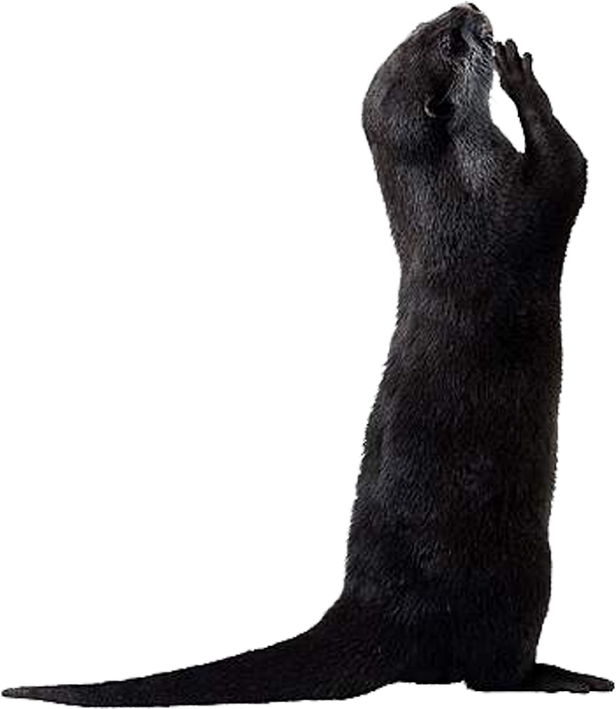 Standing Otter Silhouette.png