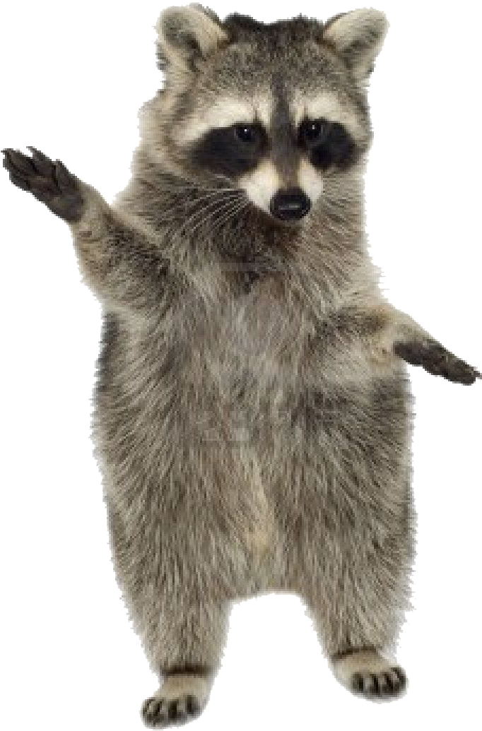 Raccoon Png Photo - Raccoon Transparent Gif, Png Download PNG with transparent background