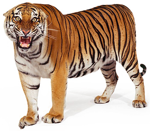 Standing Tiger Png Picture - Bengal Tiger White Background PNG with transparent background