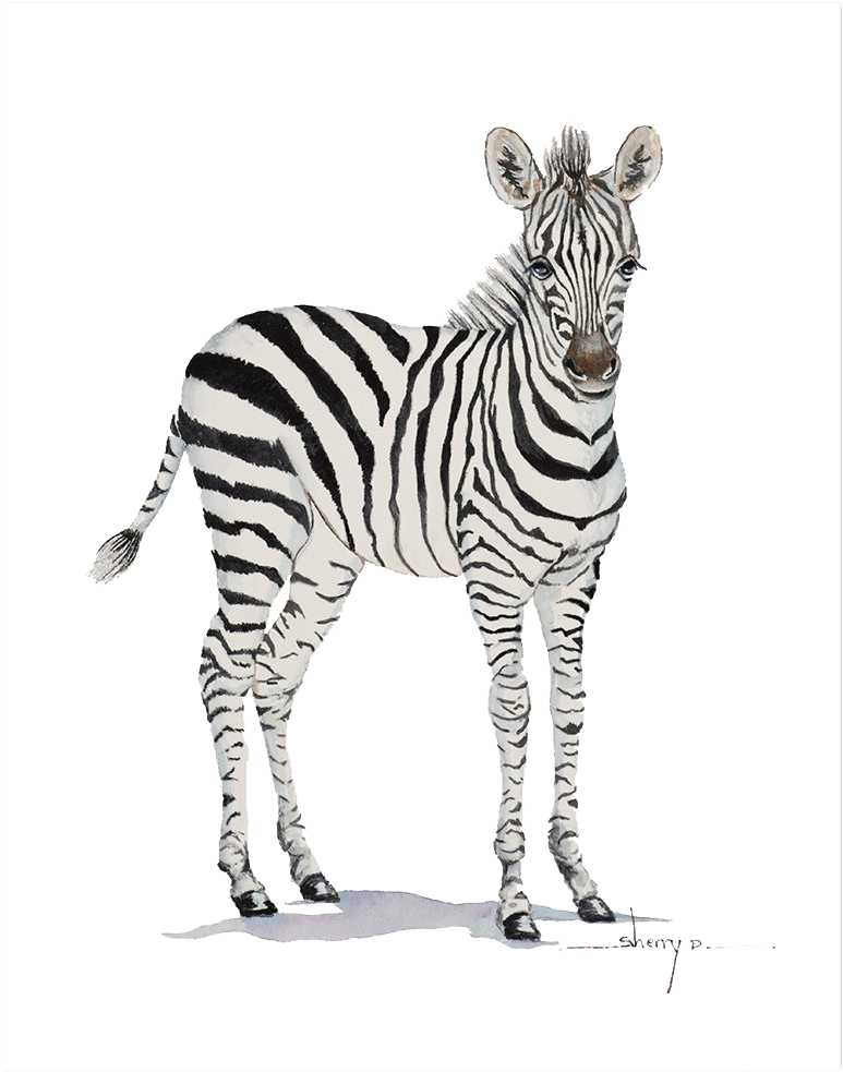 Standing Zebra Illustration