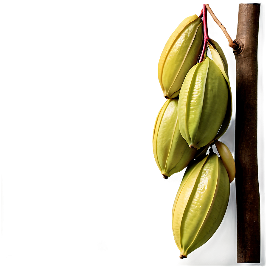 Star Fruit Harvest Png 29