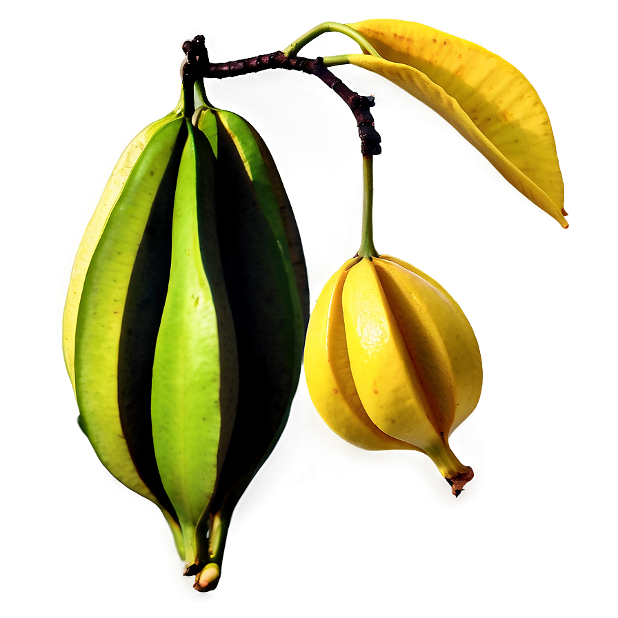 Star Fruit On Branch Png Qjc