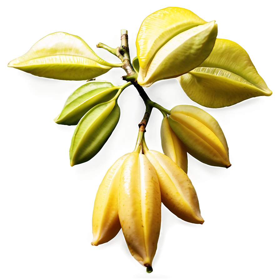 Star Fruit Tree Png 06252024