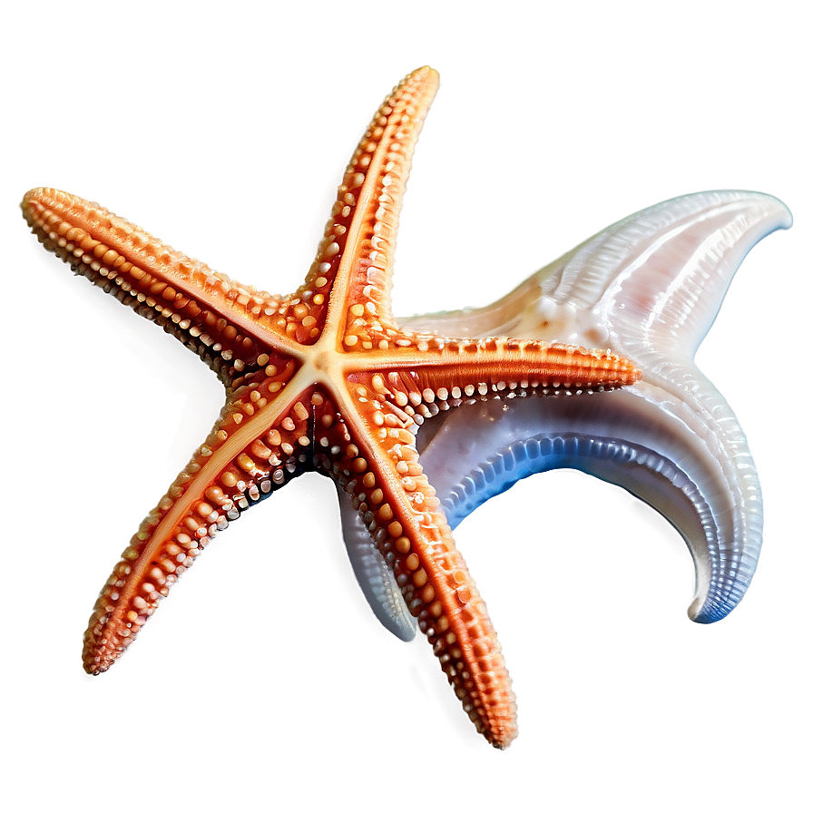 Starfish And Seashells Png 05242024