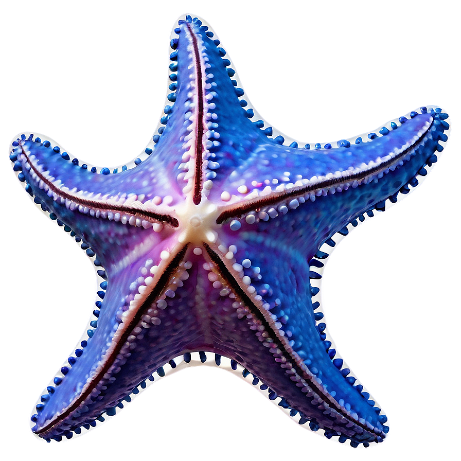 Starfish In Sunset View Png Nvg39