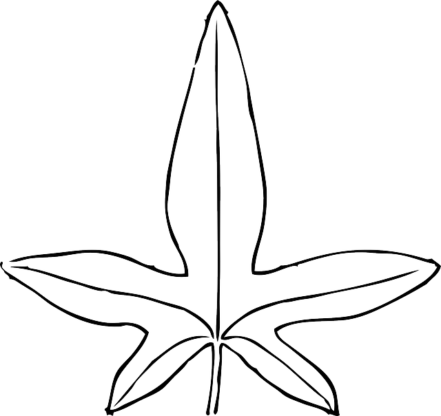 Black, Outline, Leaf, White, Template, Plant, Leaves - Tropical Rainforest Leaves Template, HD Png Download PNG with transparent background