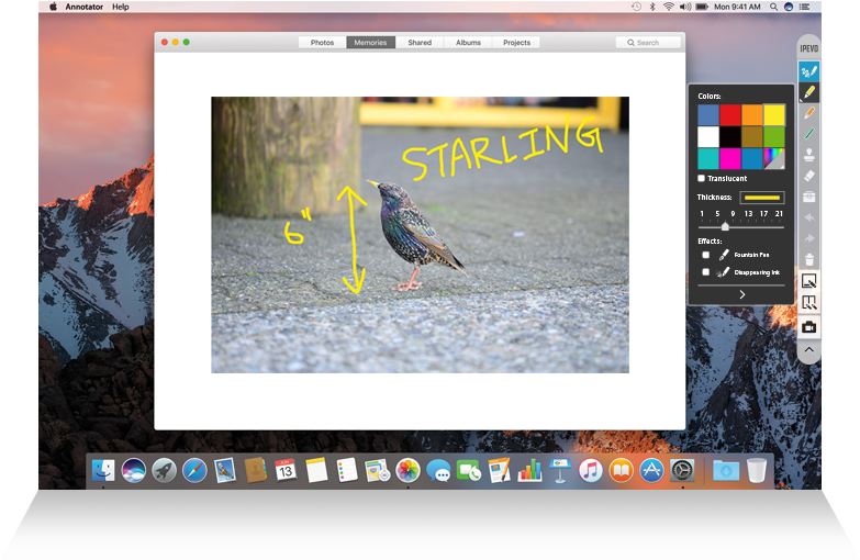 Starling Identificationon Computer Screen