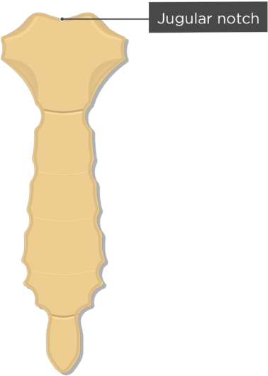 Sternum Body, HD Png Download PNG with transparent background