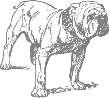 Stoic Bulldog Silhouette PNG with transparent background