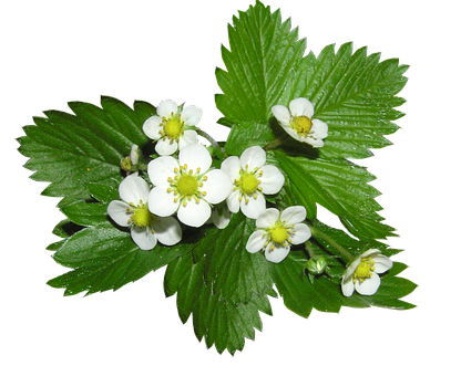 Strawberry Plant Flowers PNG with transparent background