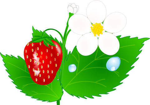 Strawberry Plant Illustration PNG with transparent background