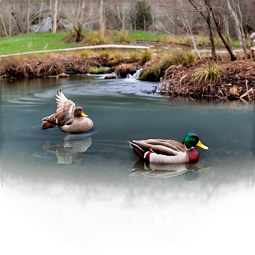 Stream with Ducks PNG 91 PNG with transparent background