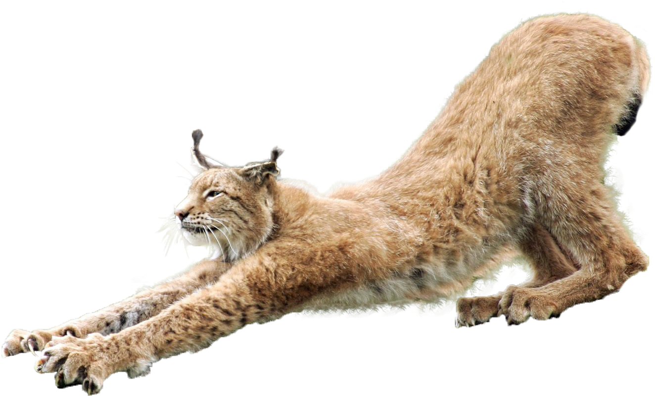 Stretching Lynx Transparent Background