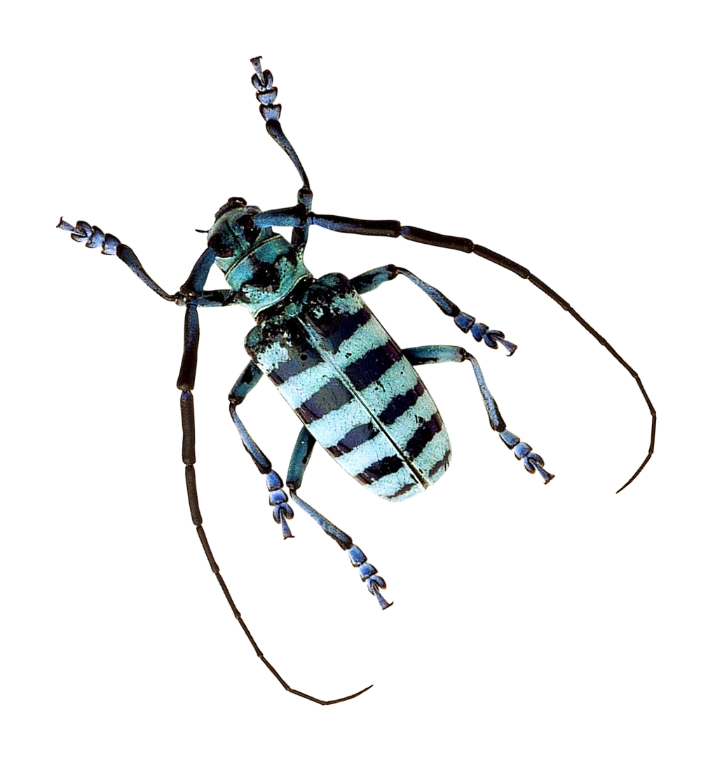 Striped Beetle Specimen PNG with transparent background