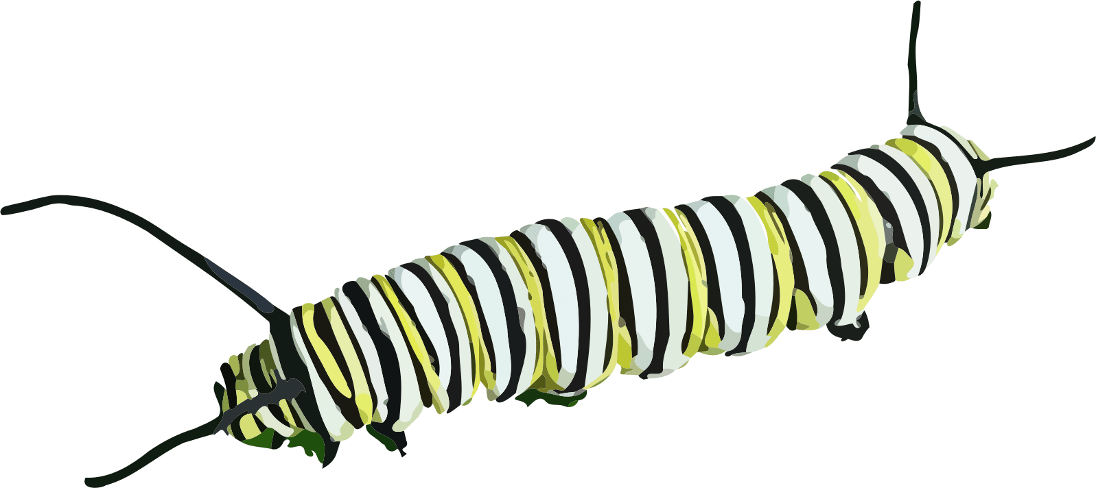 Caterpillar Clipart - Caterpillar Transparent Background, HD Png Download PNG with transparent background