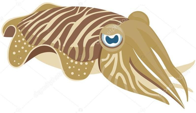 Striped Cuttlefish Illustration