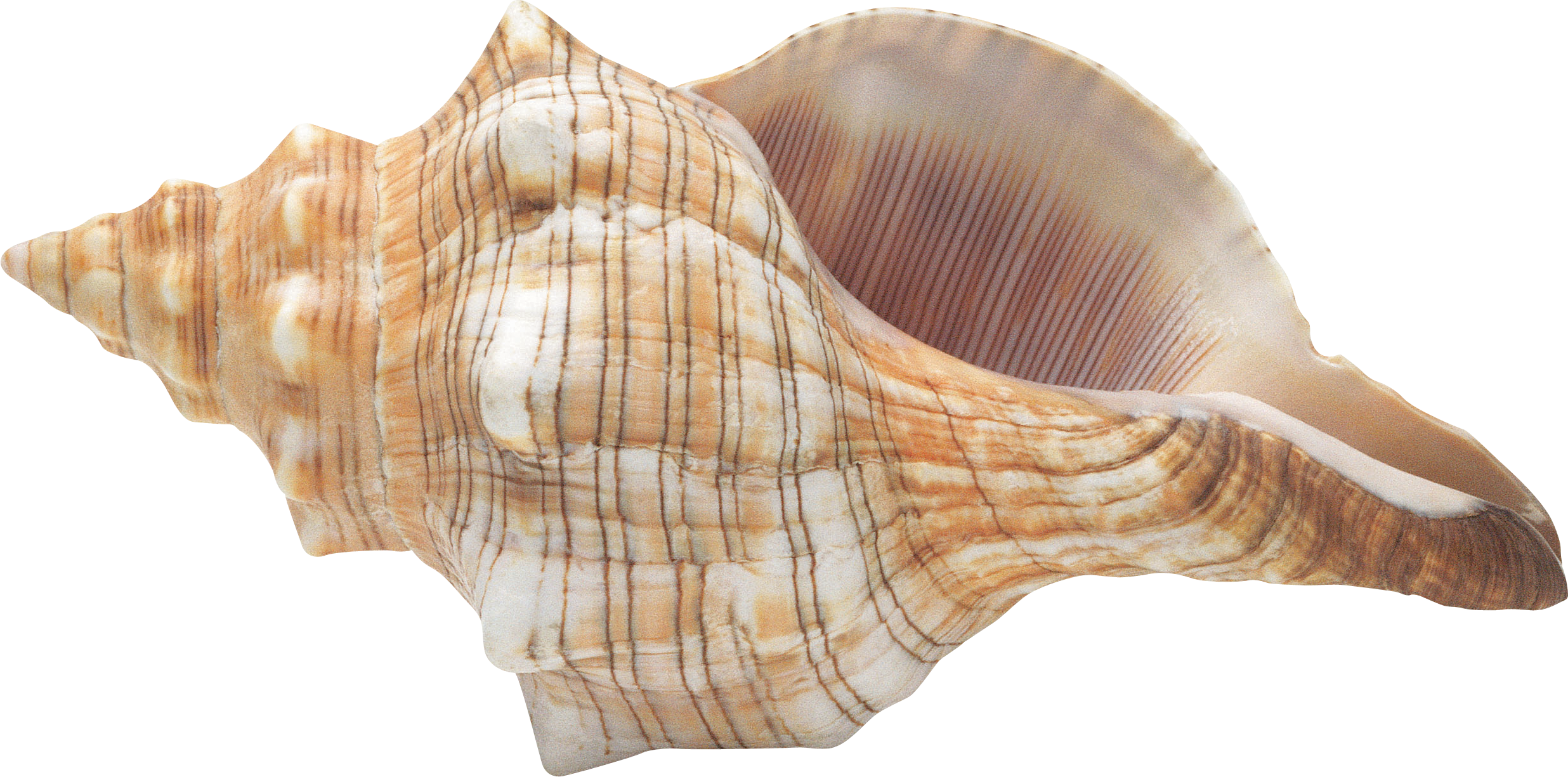 Striped Marine Seashell.png