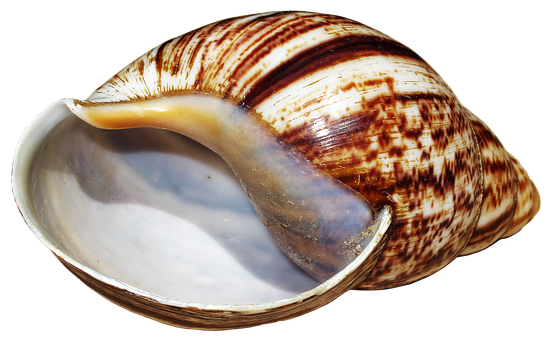 Striped Marine Shellon Black Background.jpg PNG with transparent background