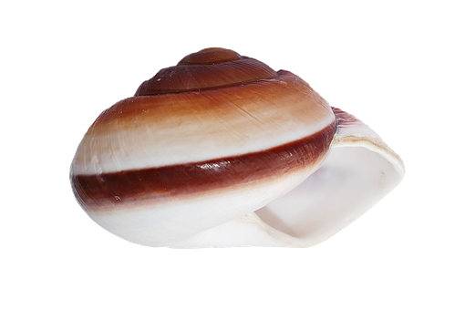 Striped Seashellon Black Background.jpg PNG with transparent background