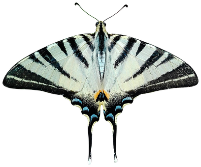 Striped Swallowtail Butterfly