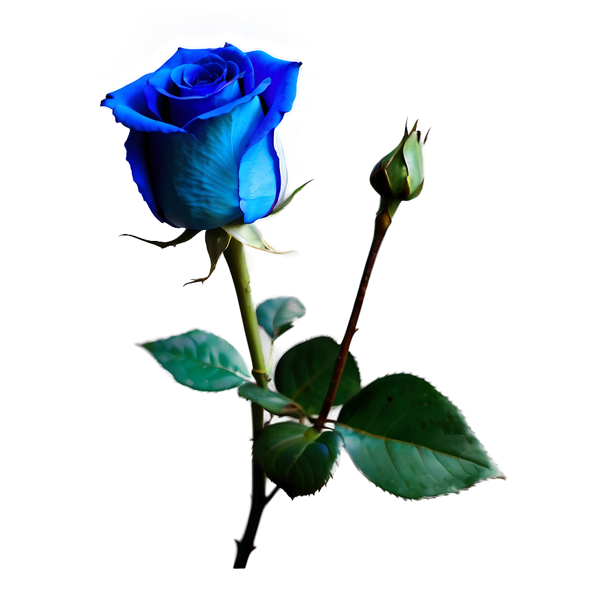 Stunning Blue Rose PNG 06202024 PNG with transparent background