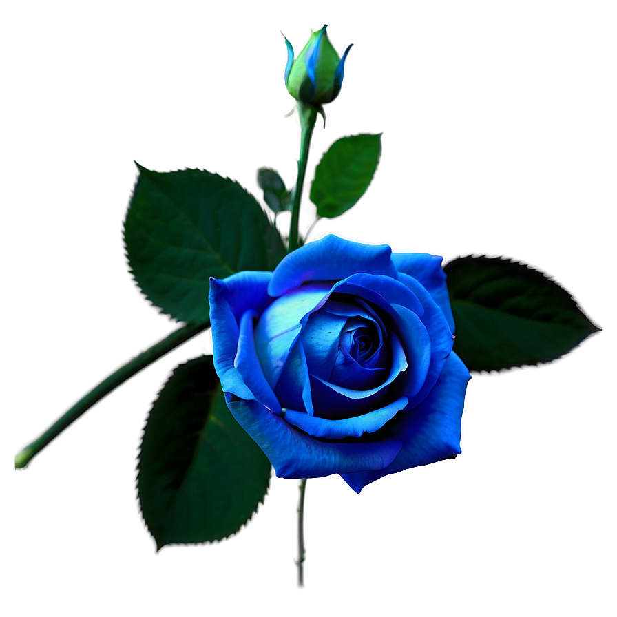 Stunning Blue Rose PNG 82 PNG with transparent background