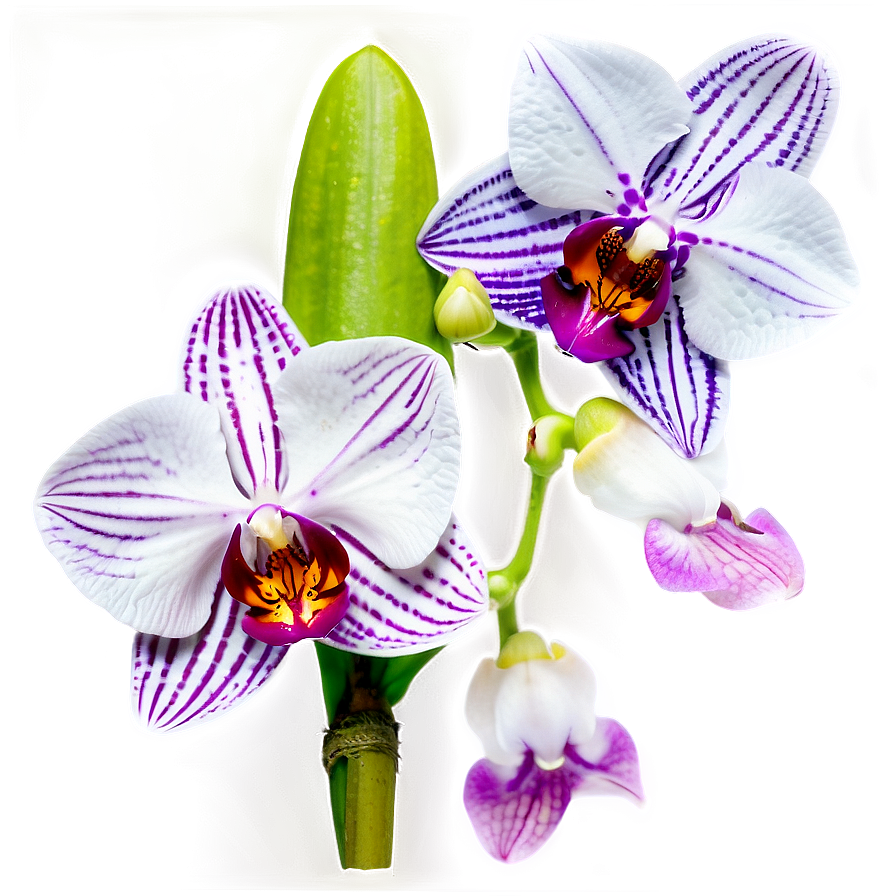 Stunning Orchid Png 06252024