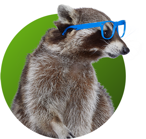 Raccoon - Gladys Glass - Punxsutawney Phil, HD Png Download PNG with transparent background