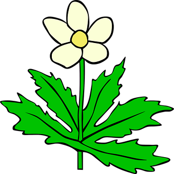 Stylized Anemone Flower Illustration