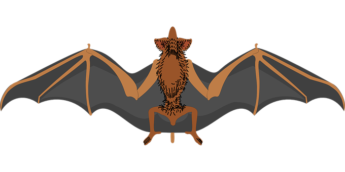 Stylized Bat Illustration