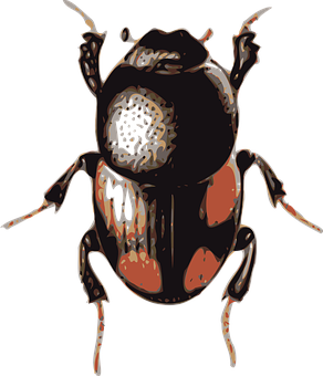 Stylized Beetle Artwork PNG with transparent background
