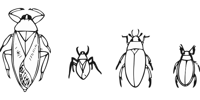 Stylized Beetle Illustrations Black Background PNG with transparent background