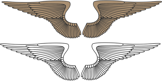Stylized Bird Wings Graphic PNG with transparent background