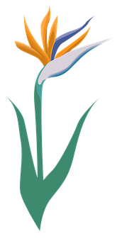 Stylized Birdof Paradise Flower Illustration PNG with transparent background