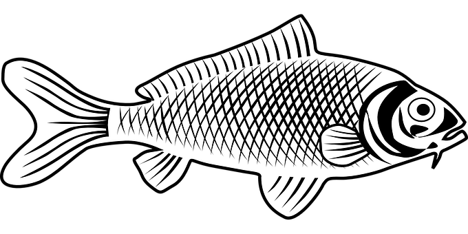 Stylized Blackand White Fish Illustration