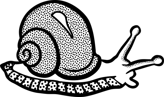 Stylized Blackand White Snail Illustration