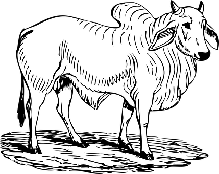 Stylized Bull Illustration PNG with transparent background